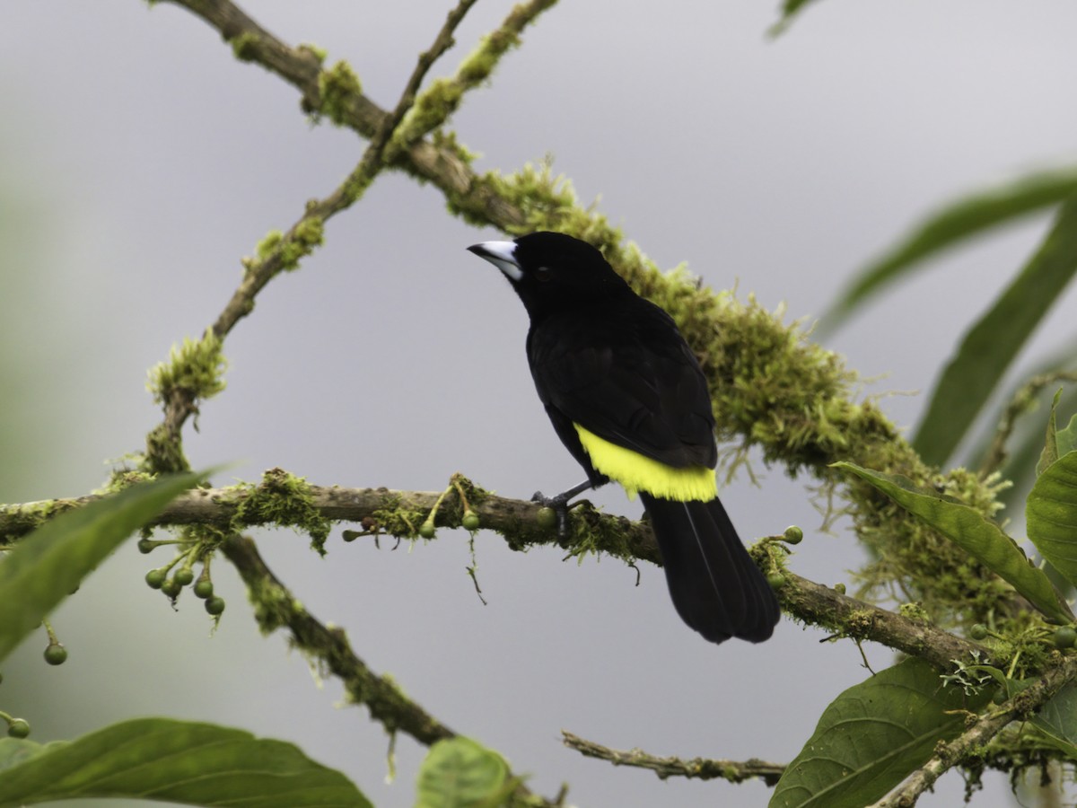Flame-rumped Tanager (Lemon-rumped) - ML569082211