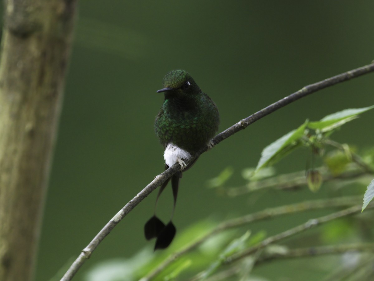 White-booted Racket-tail - ML569082471