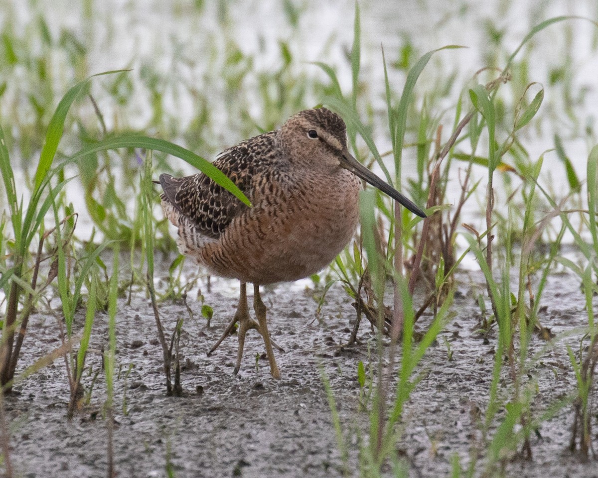 Long-billed Dowitcher - ML569090011
