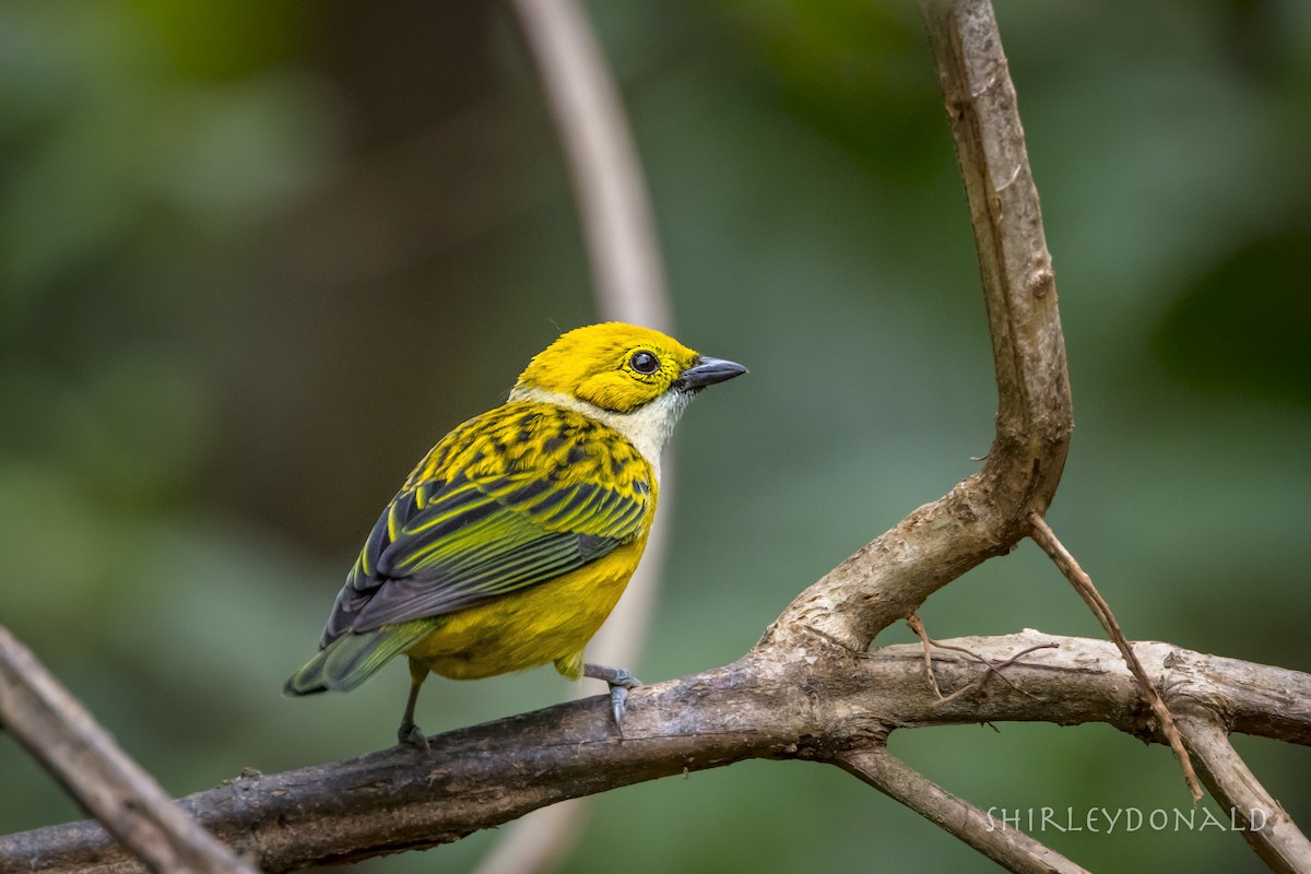 Silver-throated Tanager - Shirley Donald