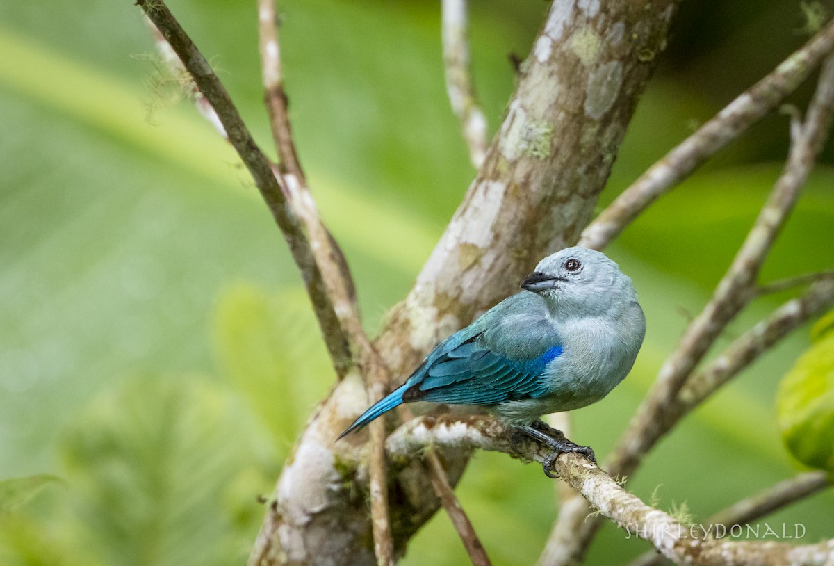 Blue-gray Tanager - ML56909181