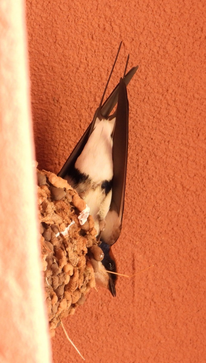Wire-tailed Swallow - ML569092691