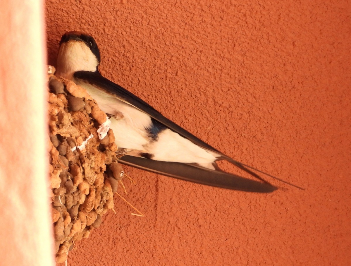 Wire-tailed Swallow - ML569092701