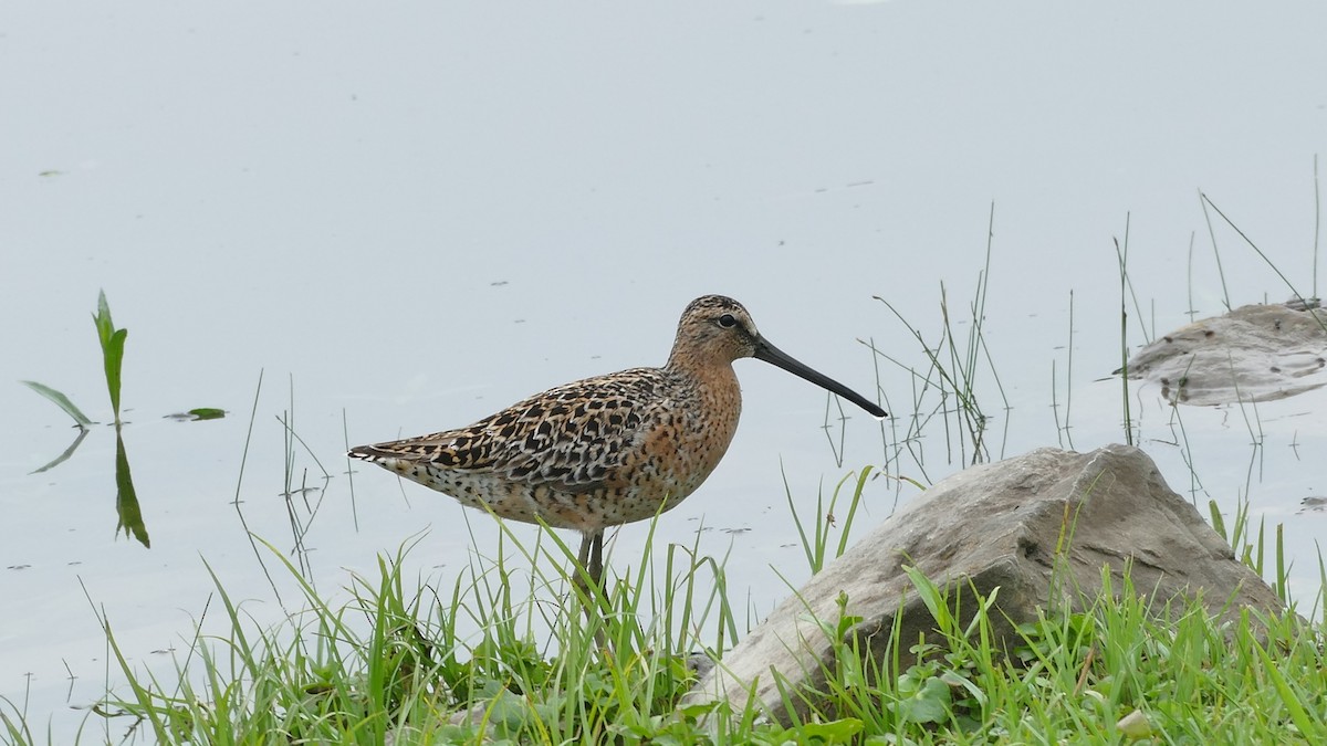 Short-billed Dowitcher - Avery Fish