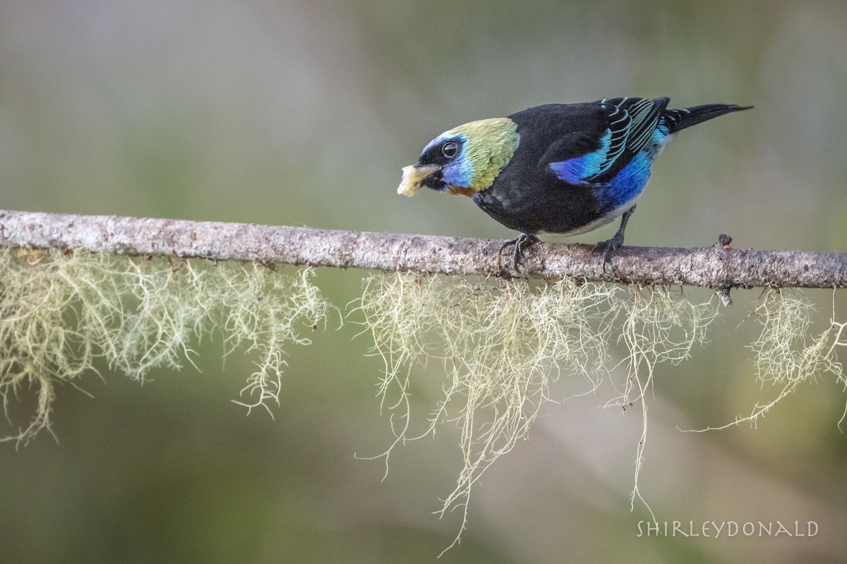 Golden-hooded Tanager - Shirley Donald