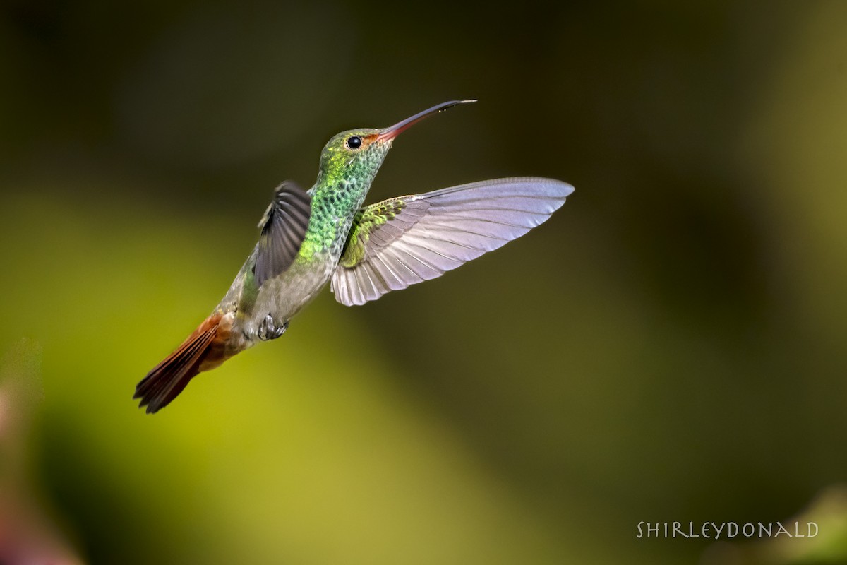 Rufous-tailed Hummingbird - Shirley Donald