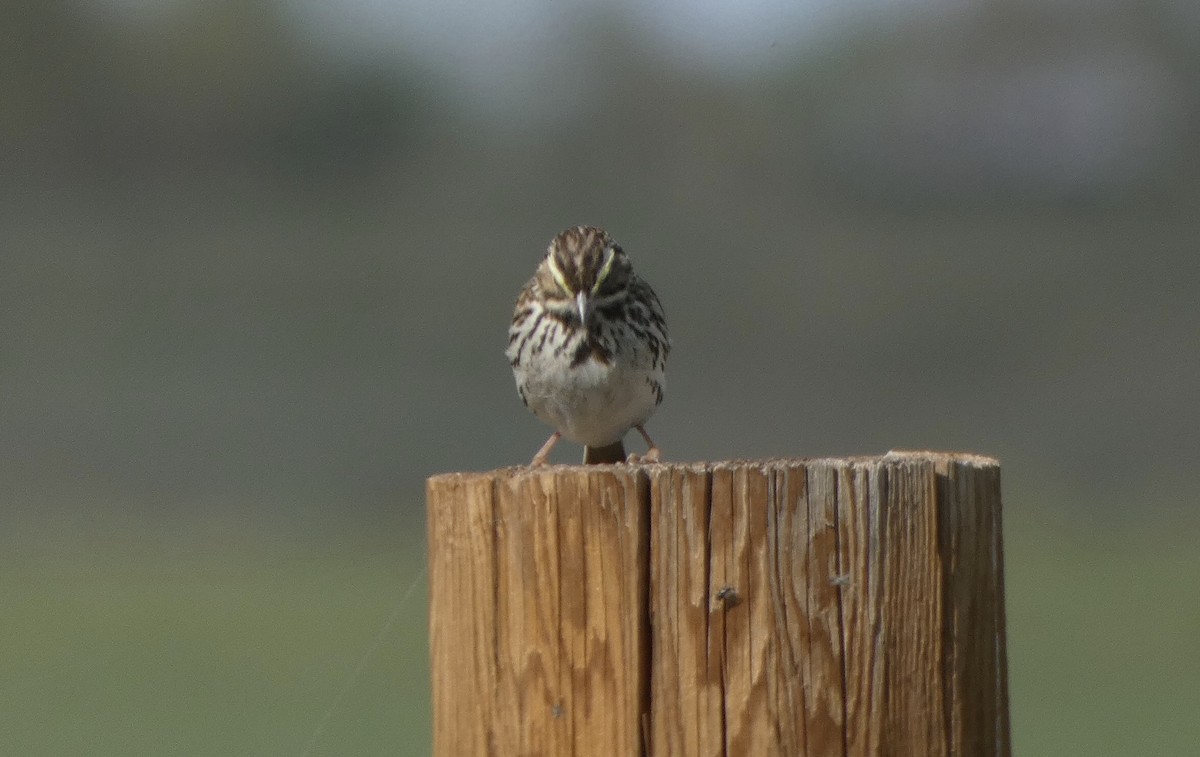 Savannah Sparrow - ML569098691