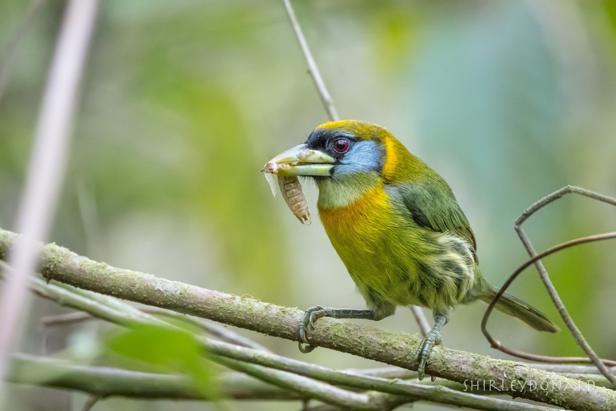 Red-headed Barbet - Shirley Donald