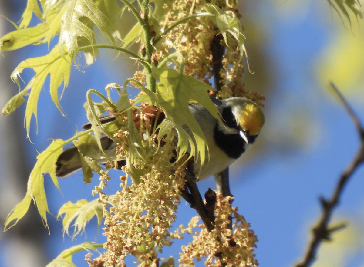 eBird Checklist 8 May 2023 Cornell UniversityNorth Campus 13