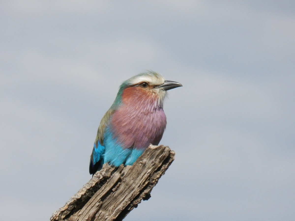 Lilac-breasted Roller - ML56910421