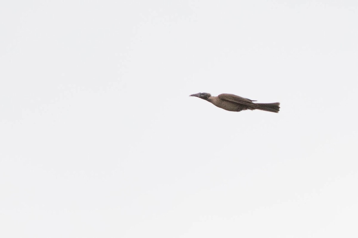 Helmeted Friarbird (New Guinea) - ML569116561