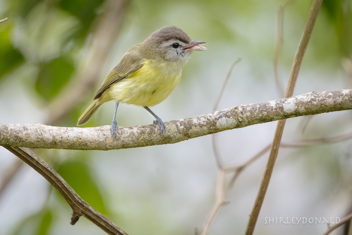 Brown-capped Vireo - Shirley Donald