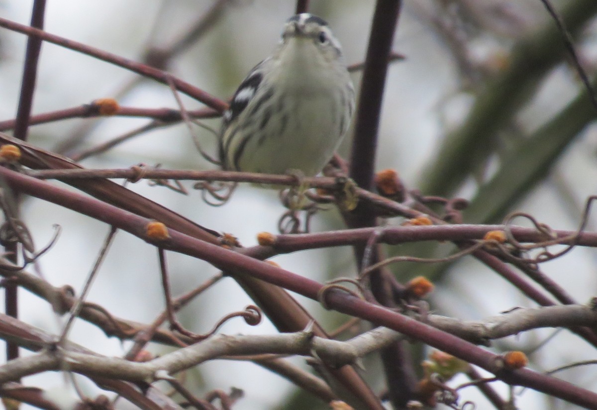 Black-and-white Warbler - ML569123311