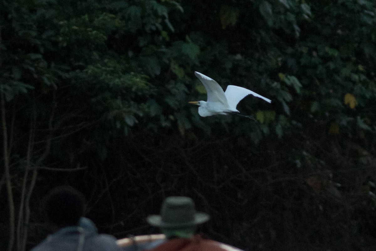 Great Egret (Australasian) - ML569123471