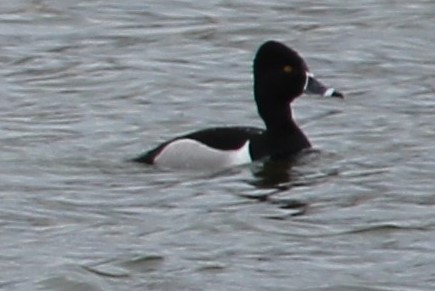 Ring-necked Duck - ML569127961