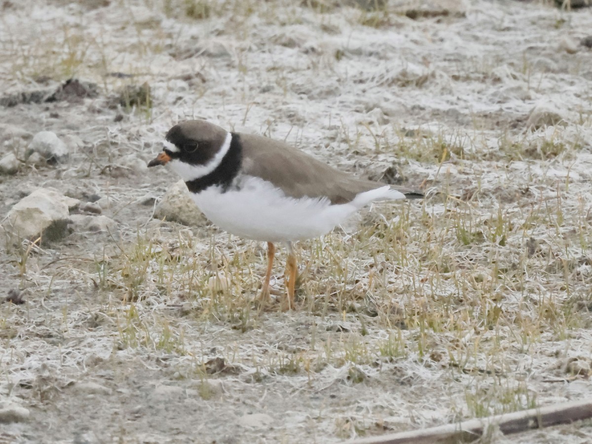 Semipalmated Plover - ML569134511