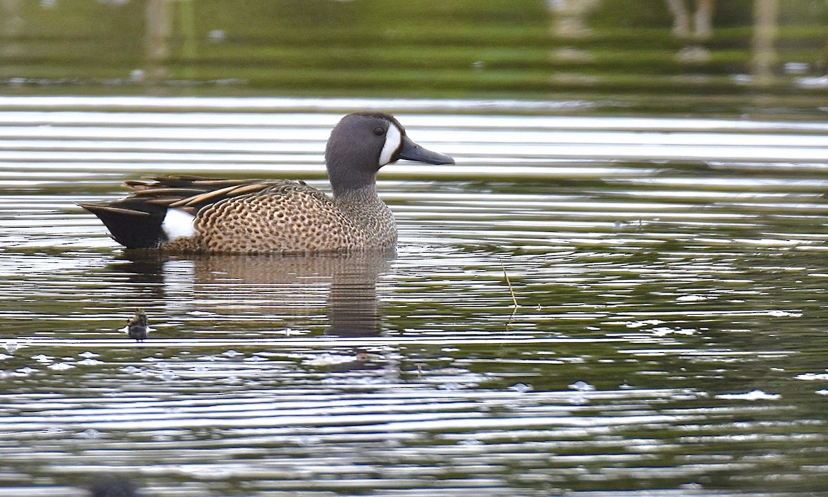 Blue-winged Teal - ML569134631
