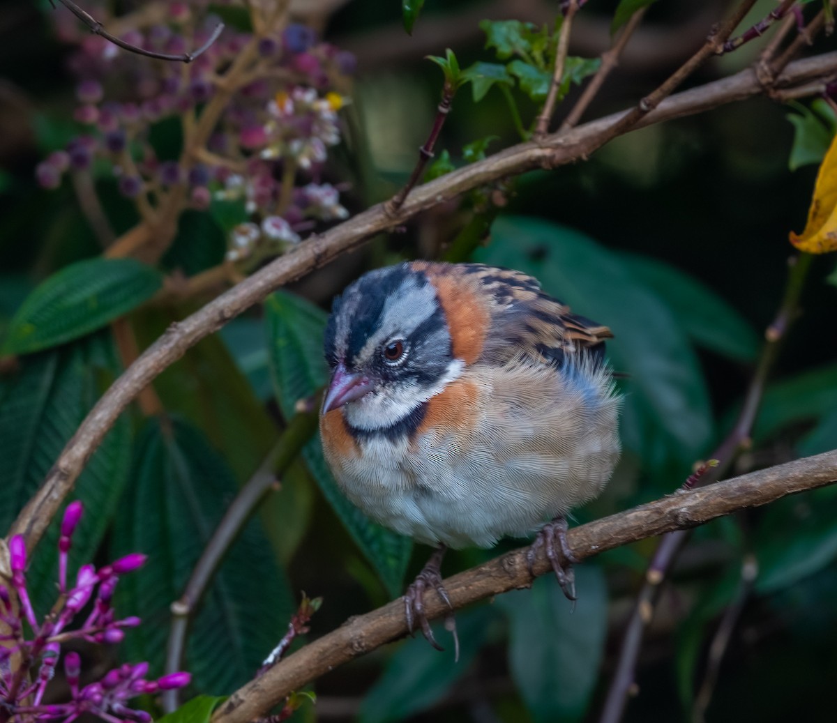 Rufous-collared Sparrow - ML569144041