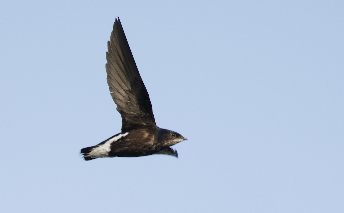 Silver-backed Needletail - ML569146581