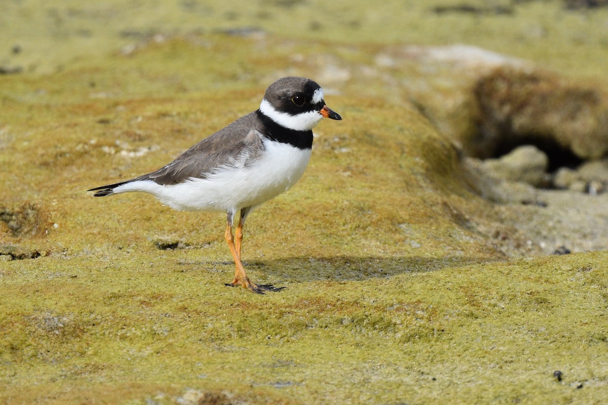 Semipalmated Plover - ML569155741