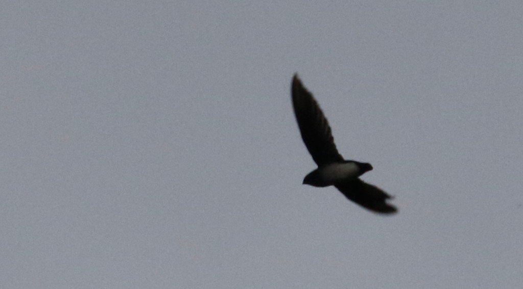 Papuan Spinetailed Swift - ML569155821