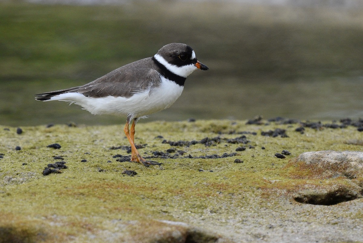 Semipalmated Plover - ML569155871