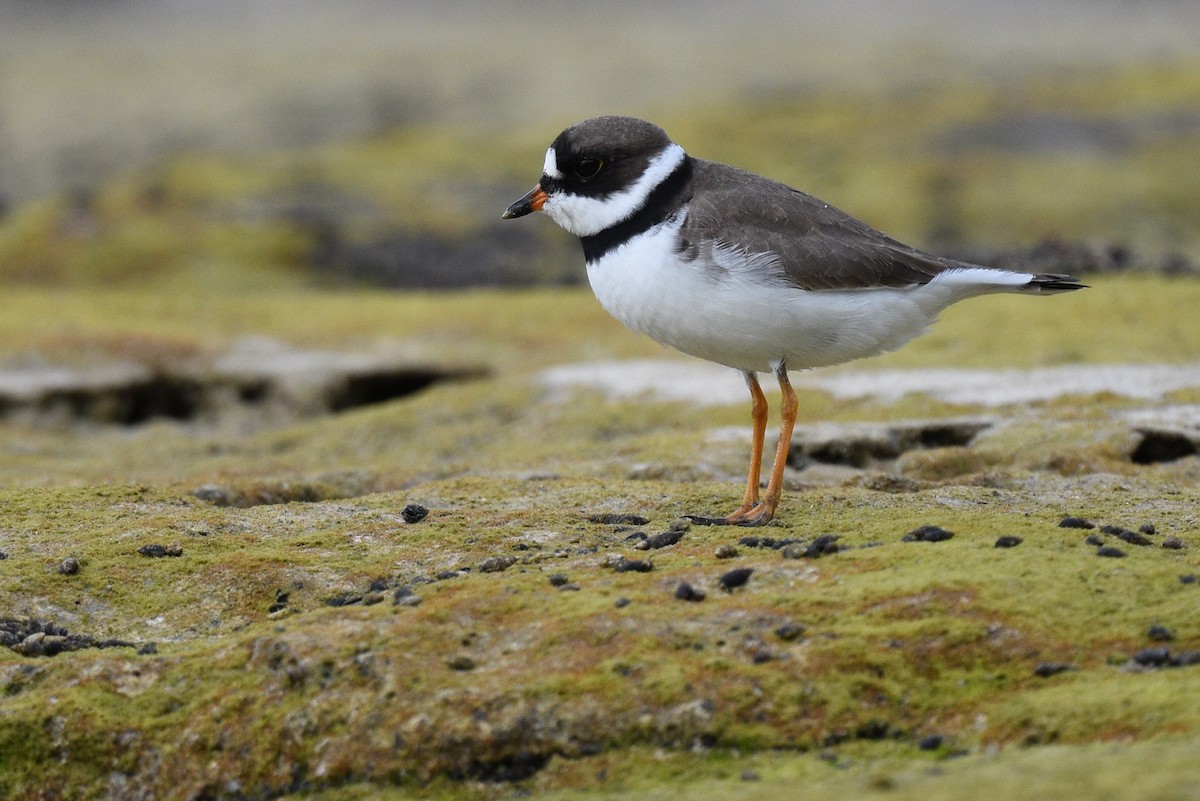Semipalmated Plover - ML569155881