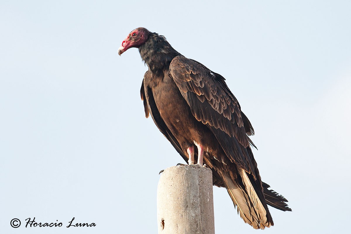 Turkey Vulture - Horacio Luna