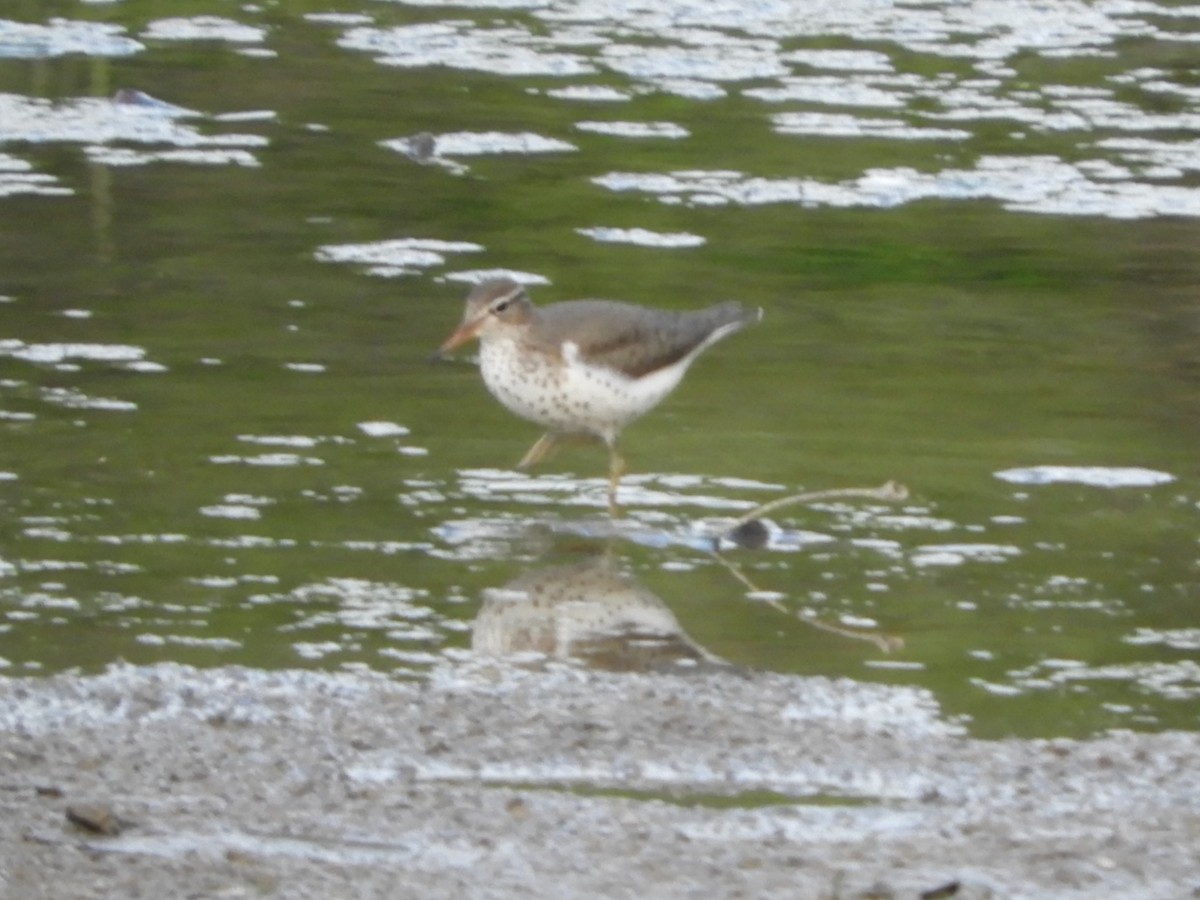 eBird Checklist 8 May 2023 Kentucky Horse Park 18 species