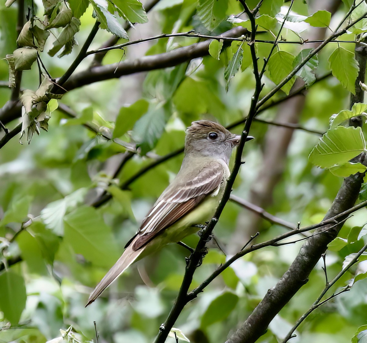 Great Crested Flycatcher - ML569159301