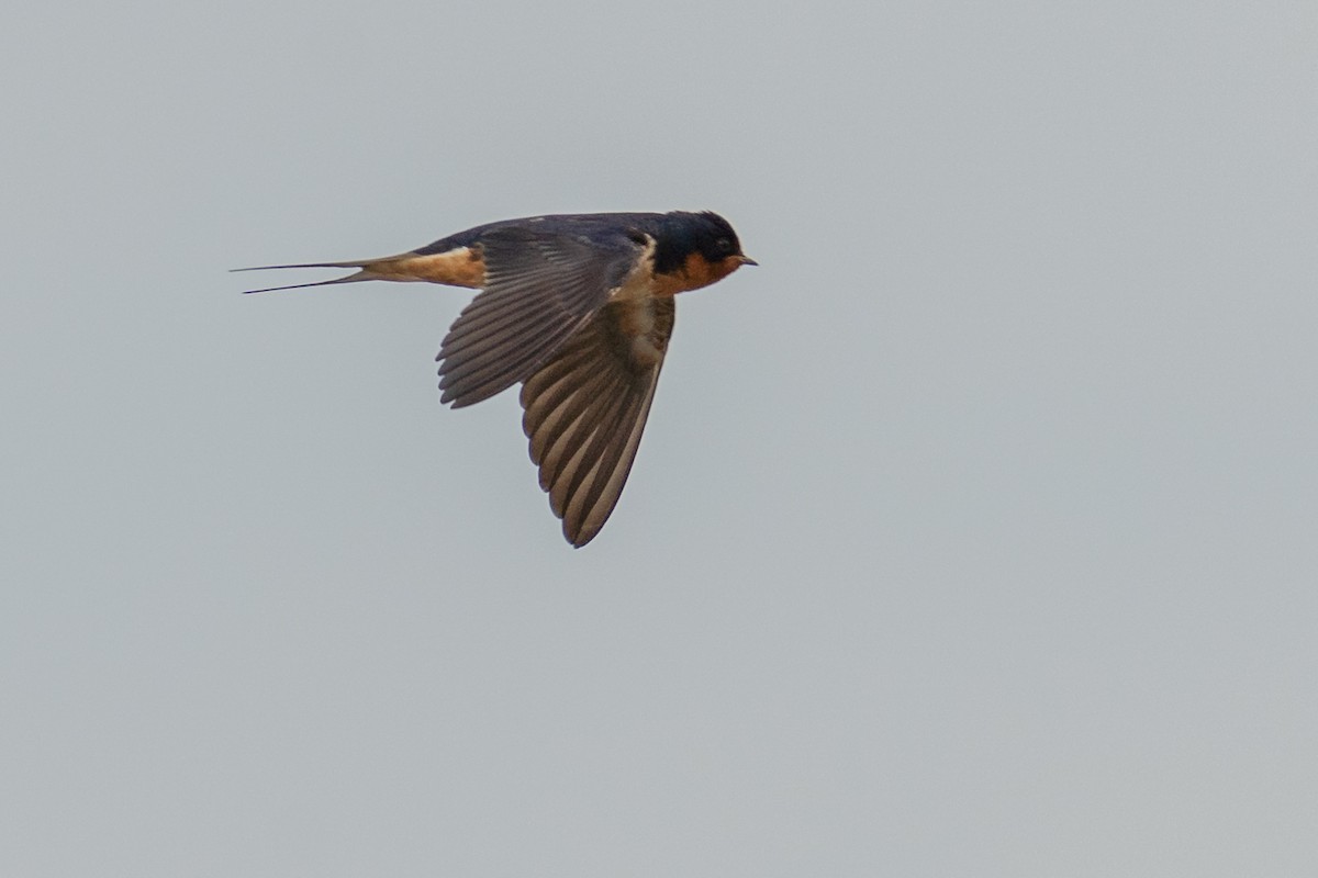 Barn Swallow - ML569162421