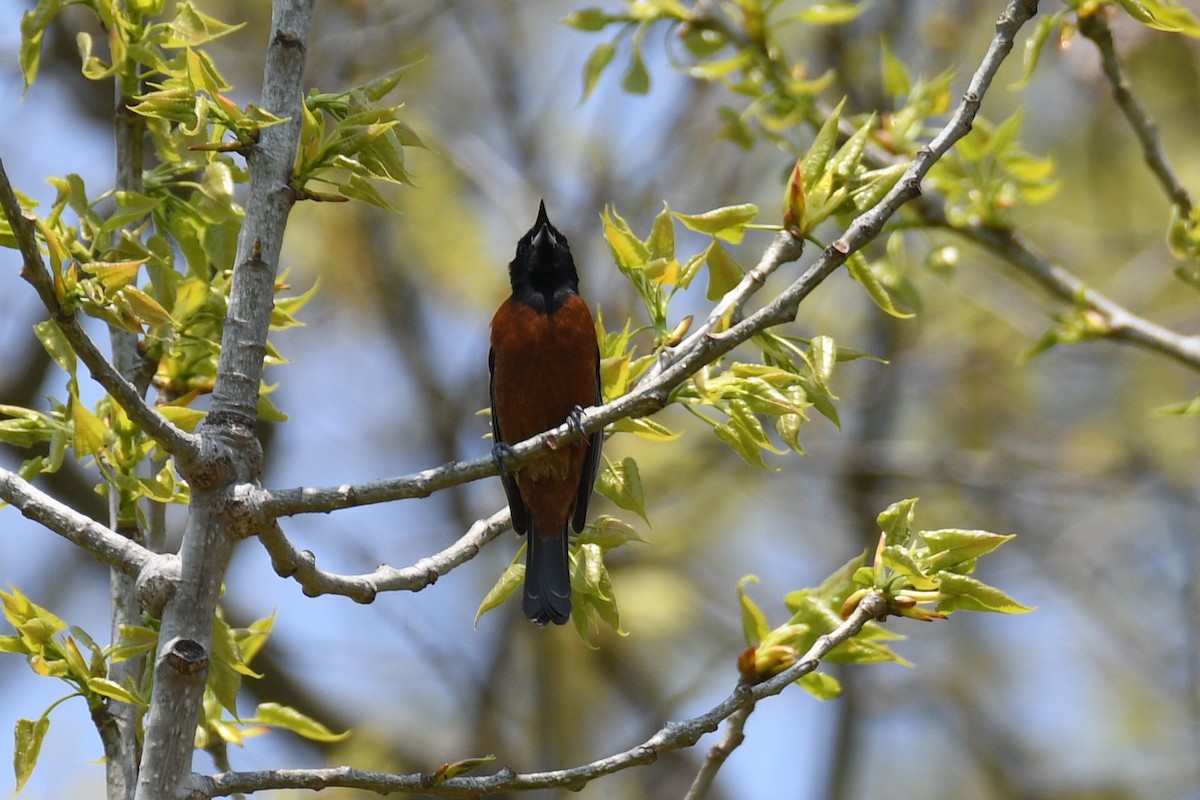 Orchard Oriole - ML569165341