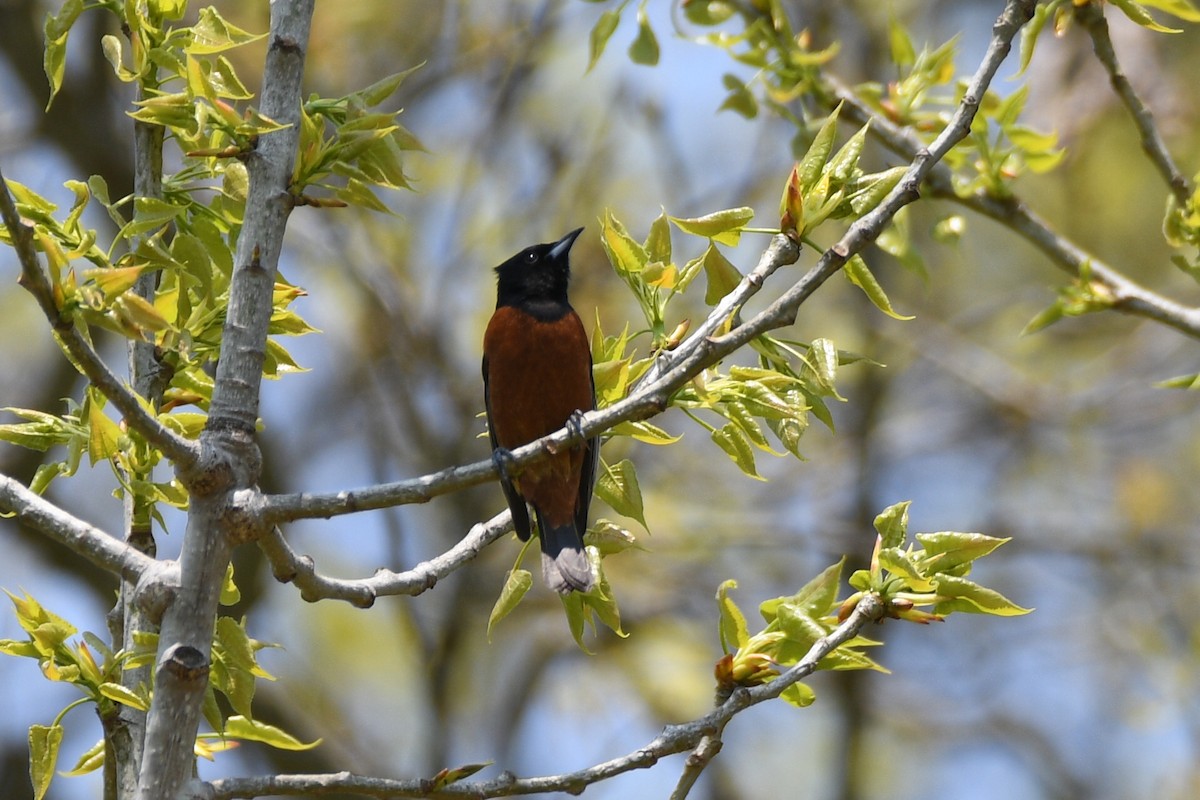 Orchard Oriole - ML569165351