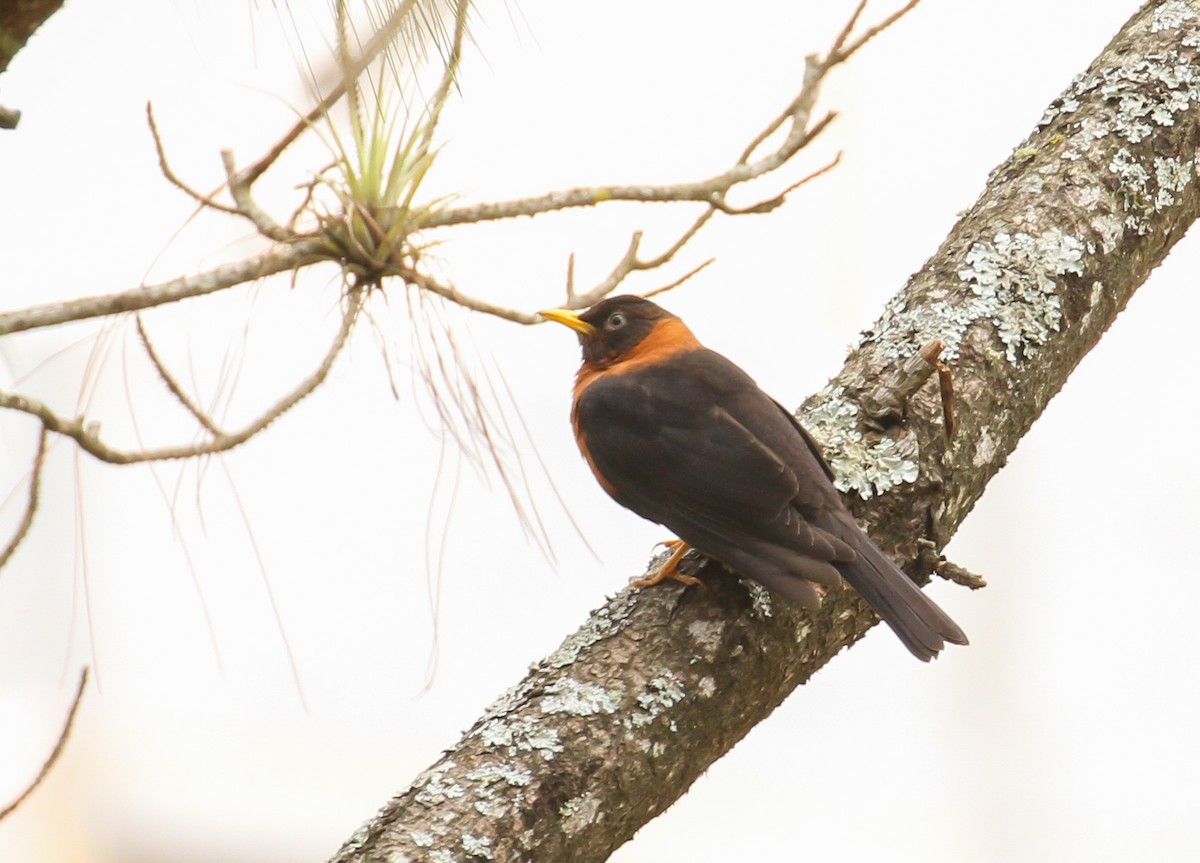 Rufous-collared Robin - ML569167381