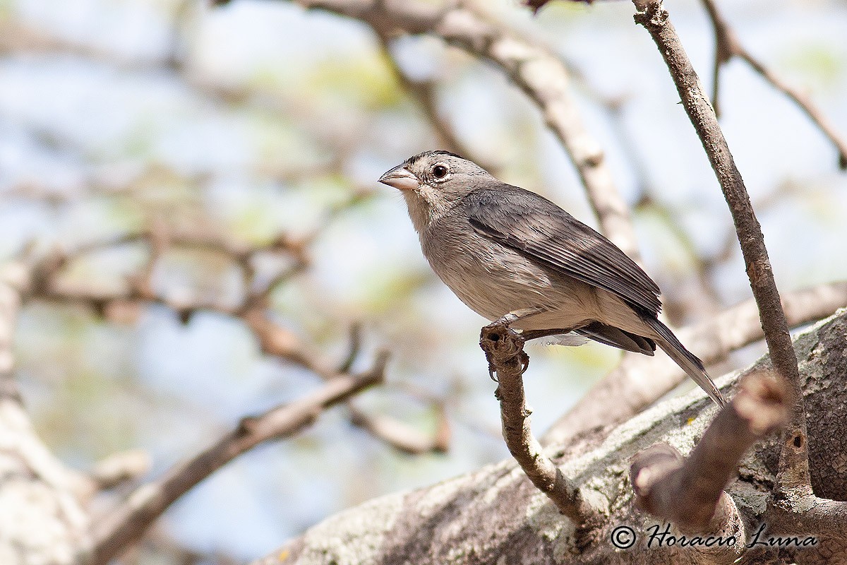 Pileated Finch - ML56916891