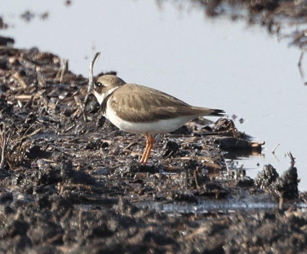 Semipalmated Plover - ML569169571