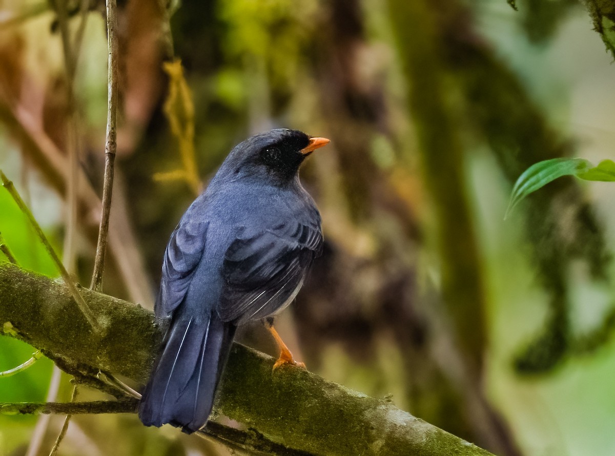 Black-faced Solitaire - ML569169691