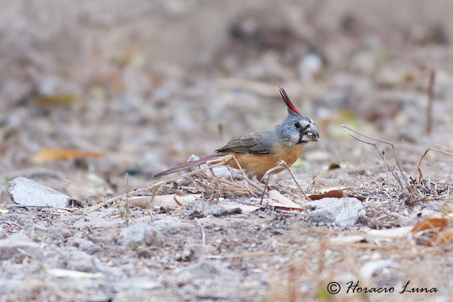 Female foraging on the ground. - Vermilion Cardinal - 