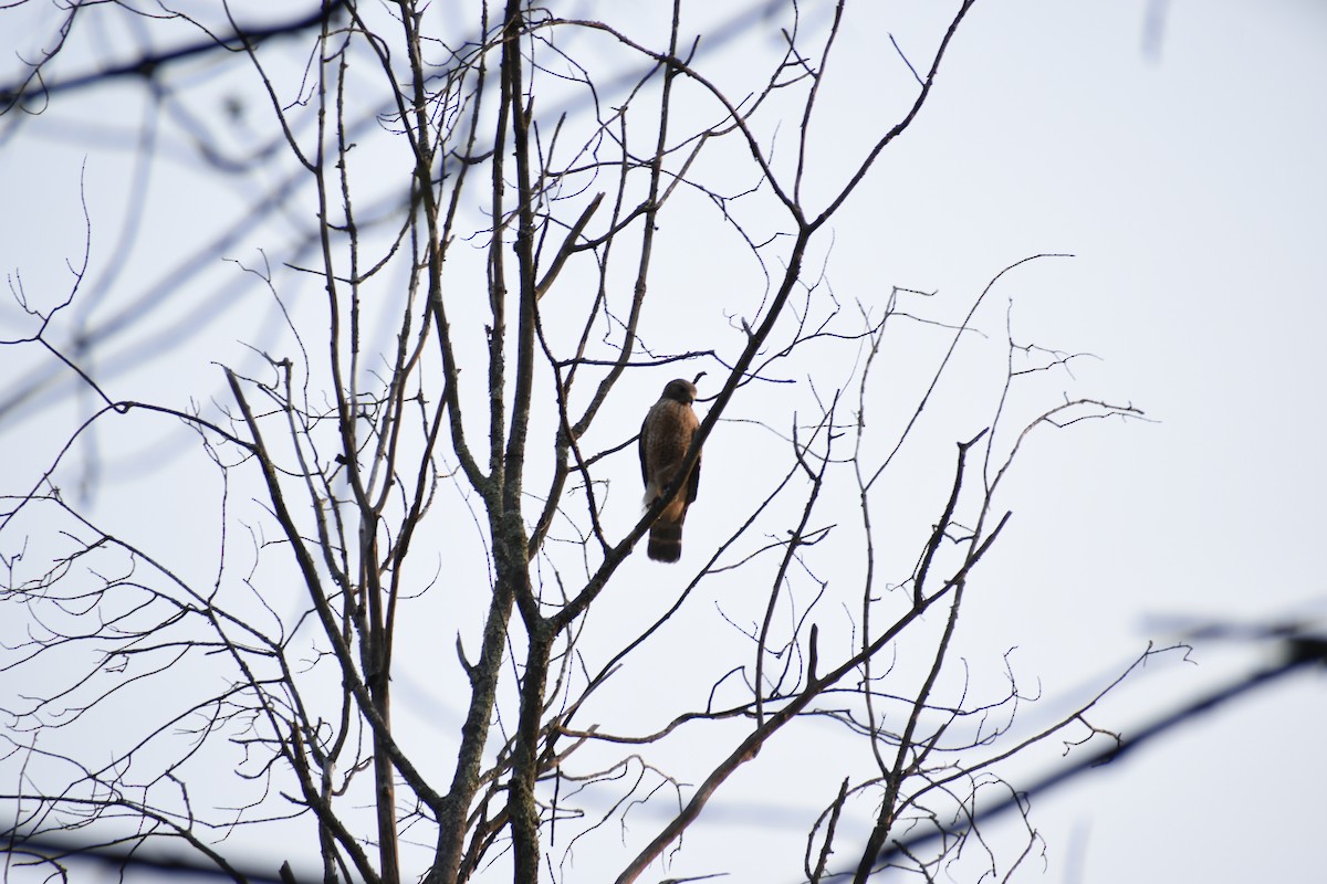 eBird Checklist - 8 May 2023 - Middlesex Fells Reservation--Winford Way