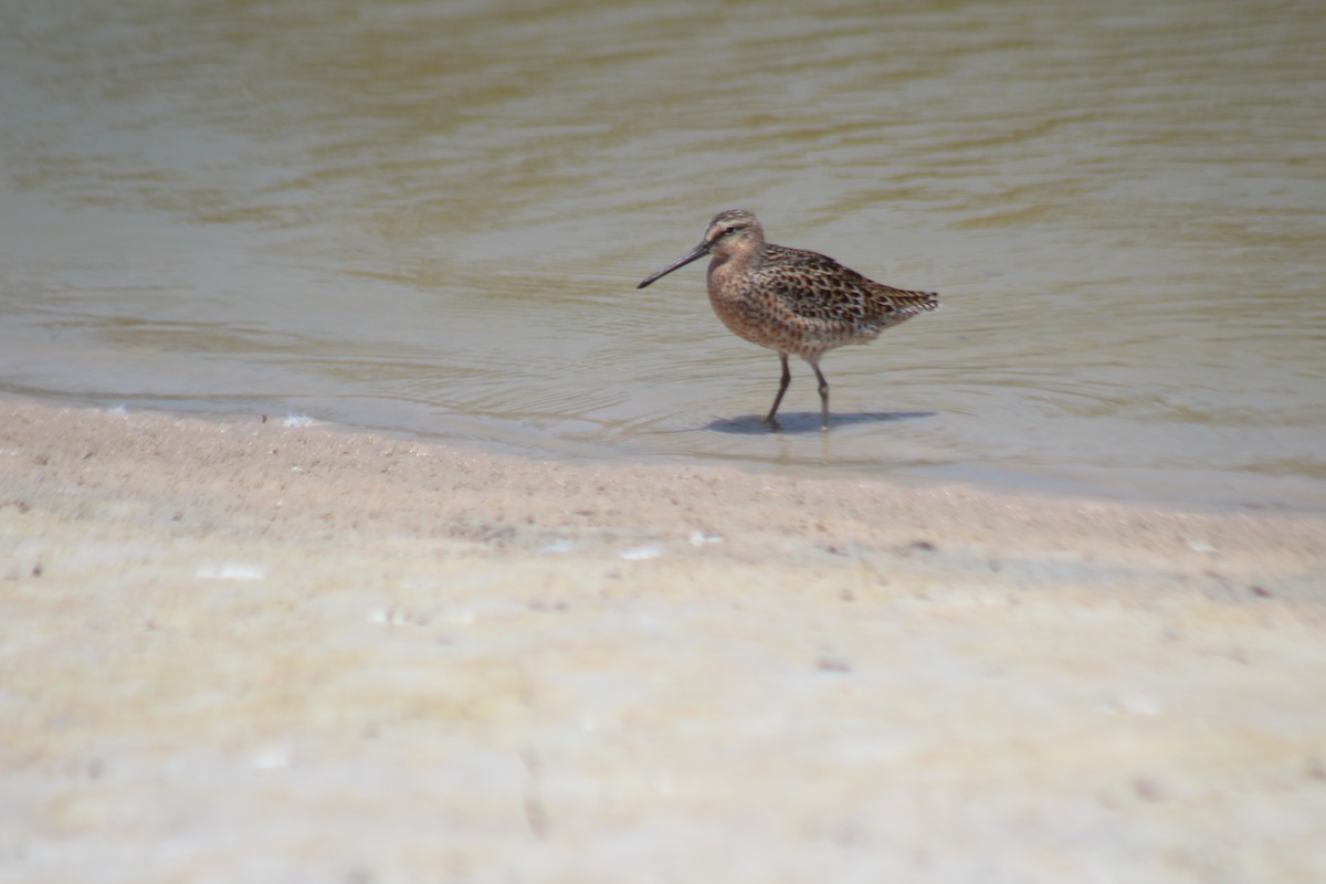 eBird Checklist 8 May 2023 Honeymoon Island SP 65 species