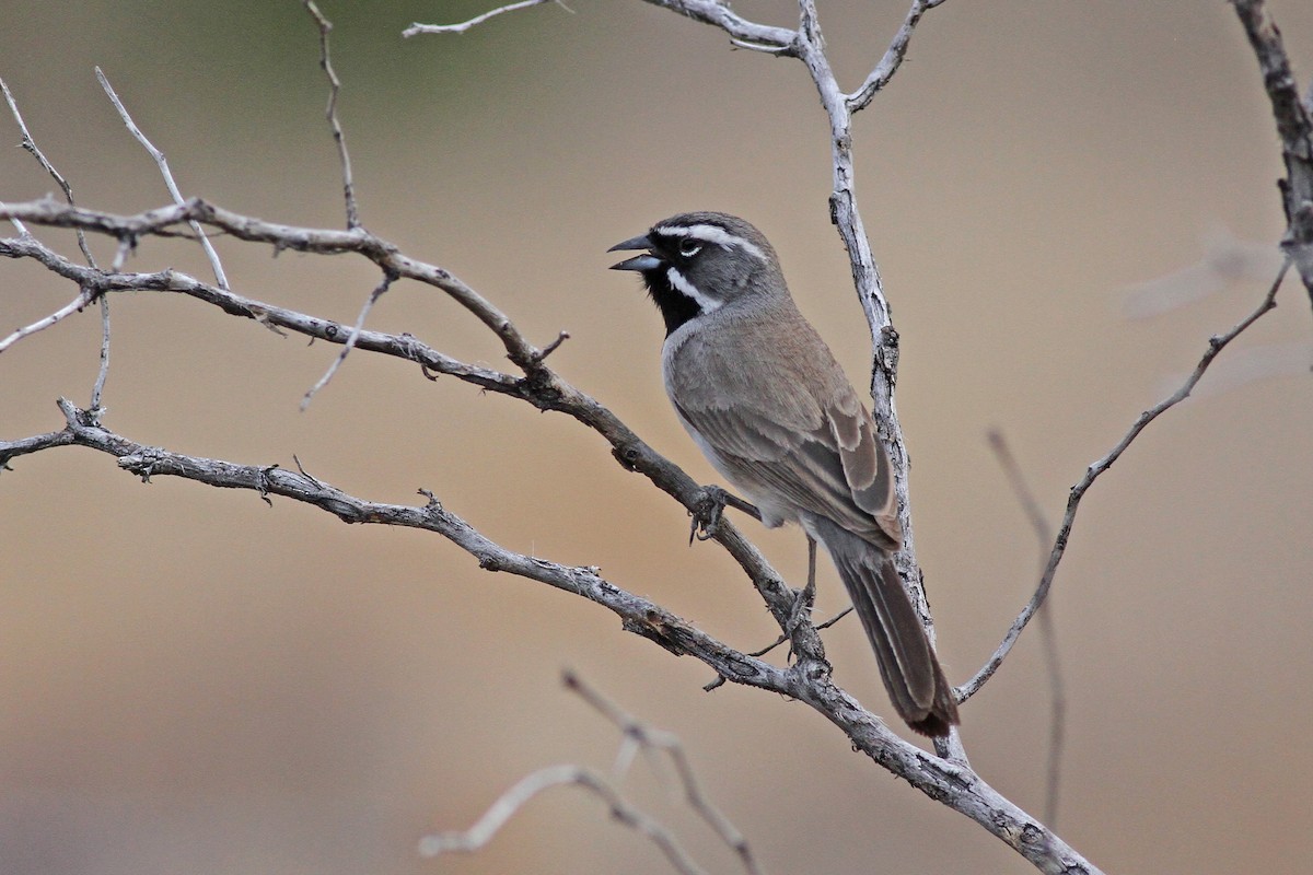 Black-throated Sparrow - Michael McCloy