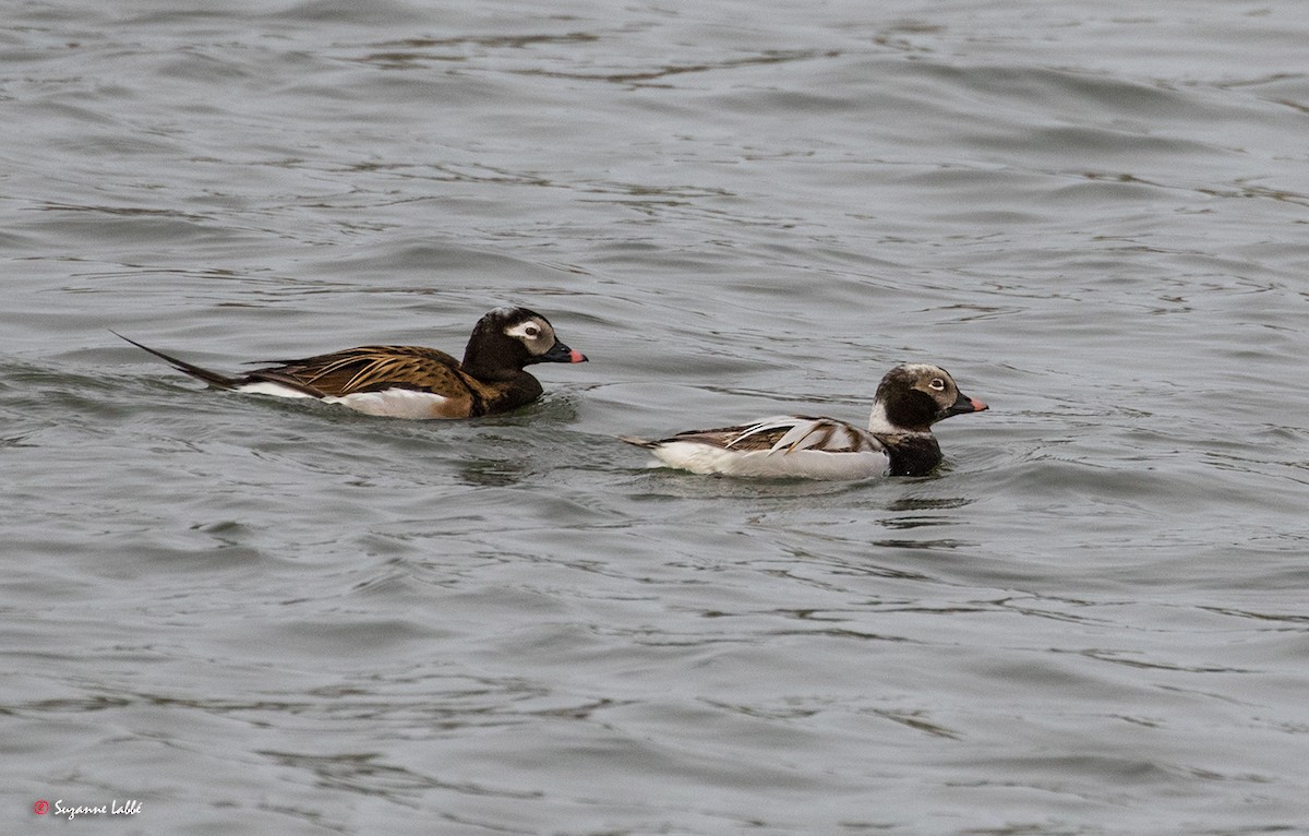 Long-tailed Duck - Suzanne Labbé