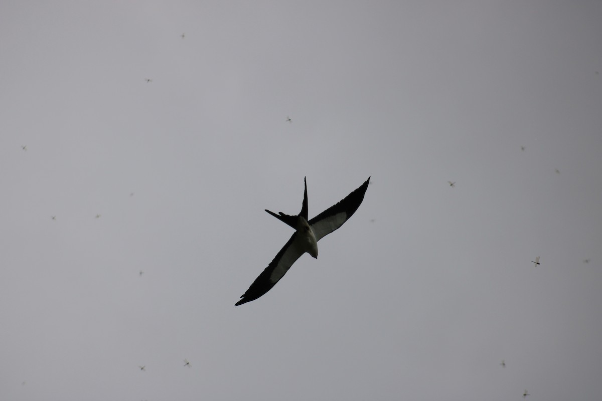 Swallow-tailed Kite - ML569177951