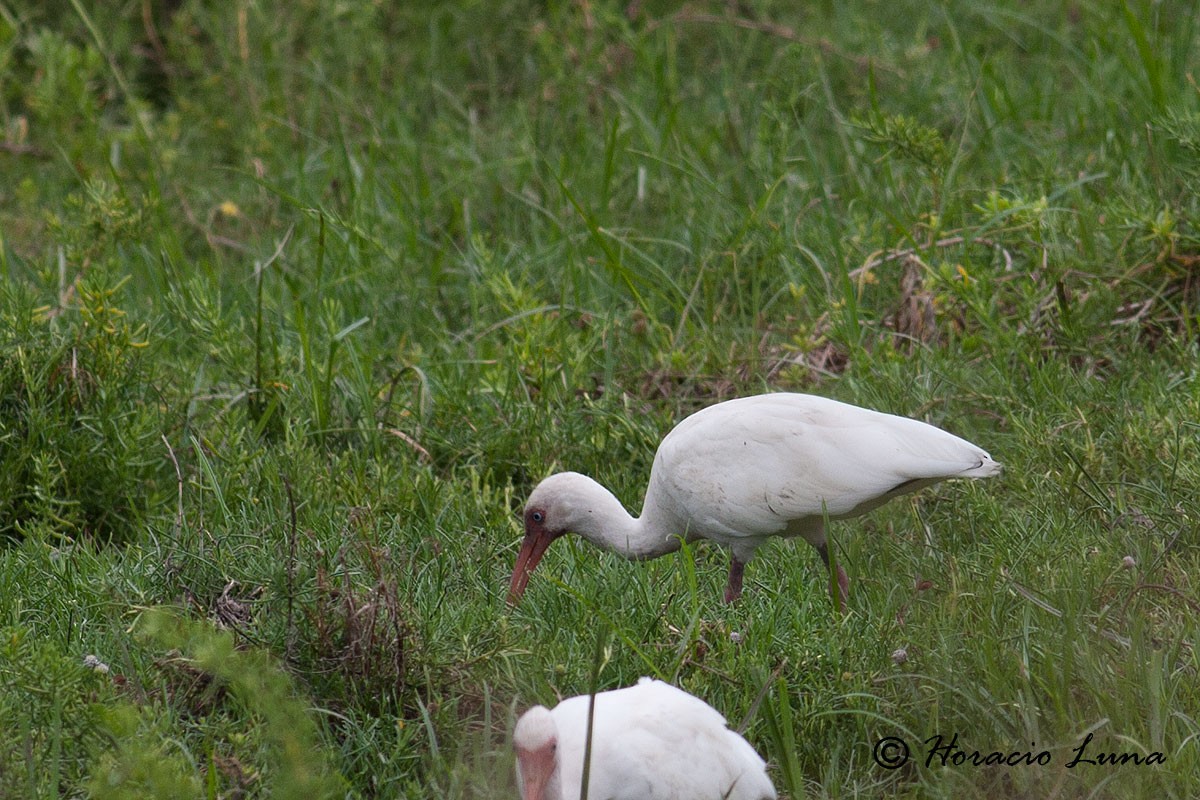ibis bílý - ML56917821