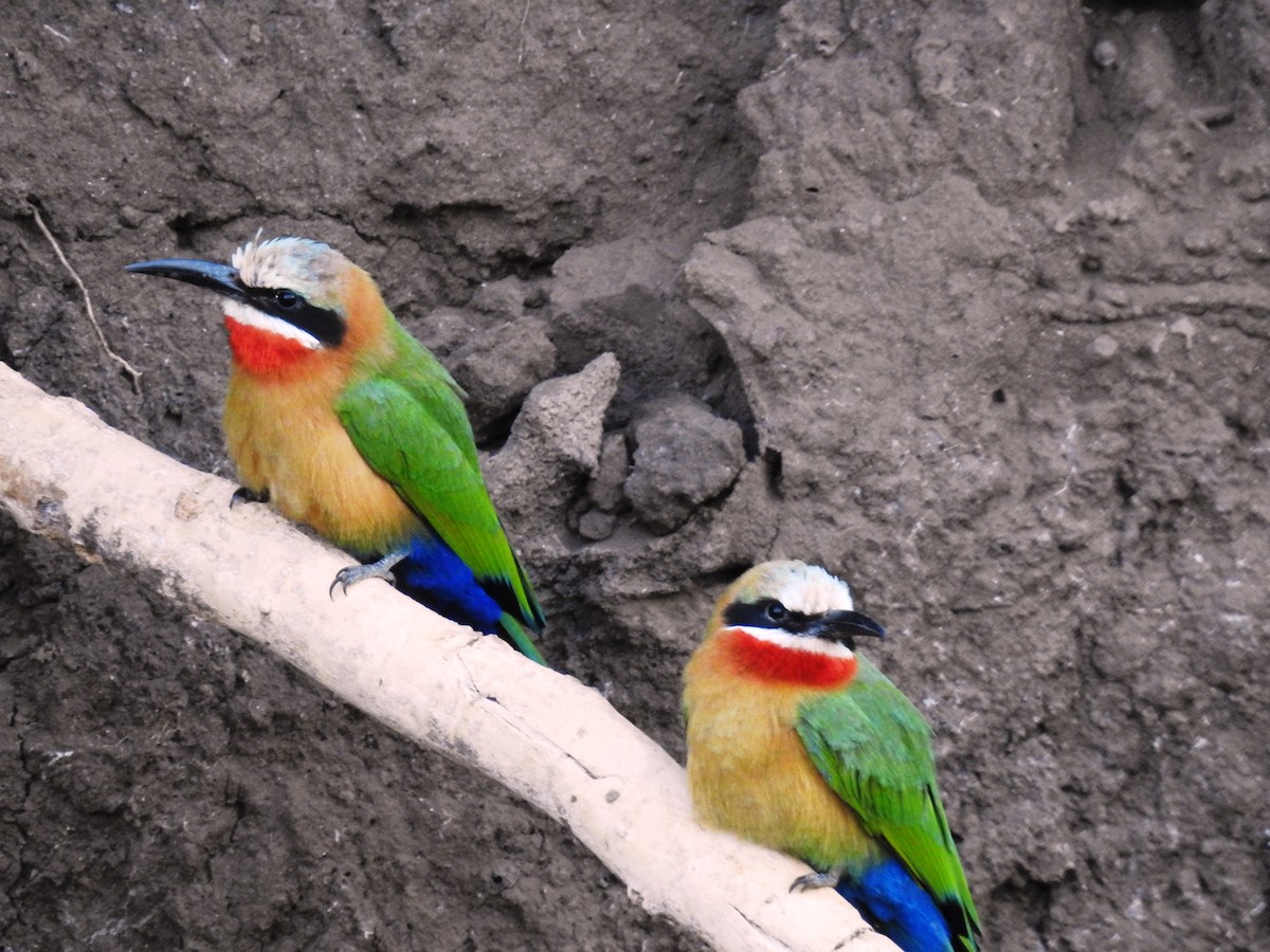 White-fronted Bee-eater - ML569178501
