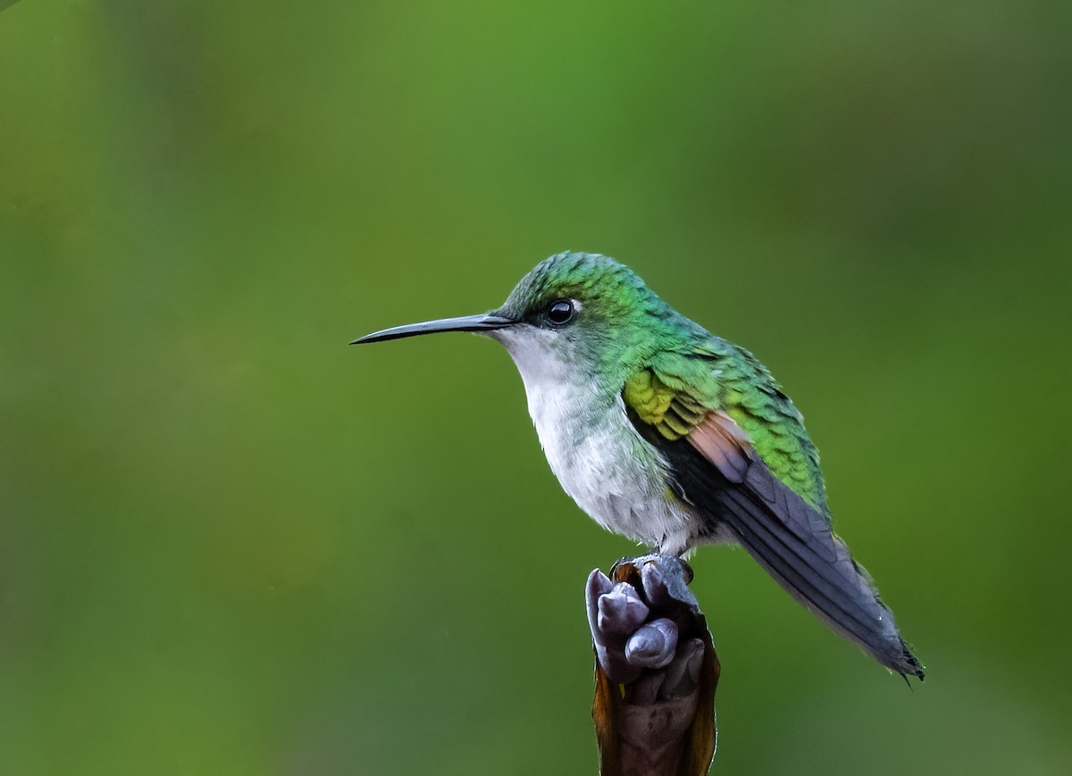 Stripe-tailed Hummingbird - Jim Merritt