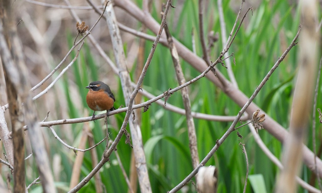 Black-and-rufous Warbling Finch - ML56918181