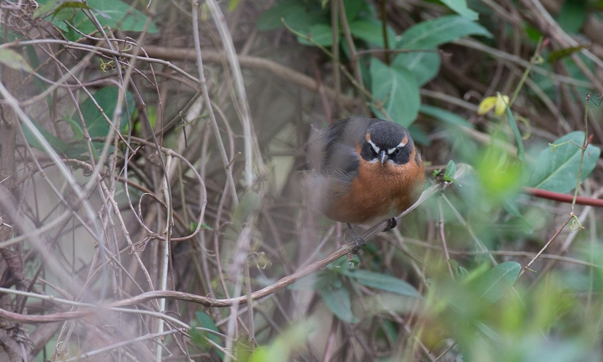Black-and-rufous Warbling Finch - ML56918191