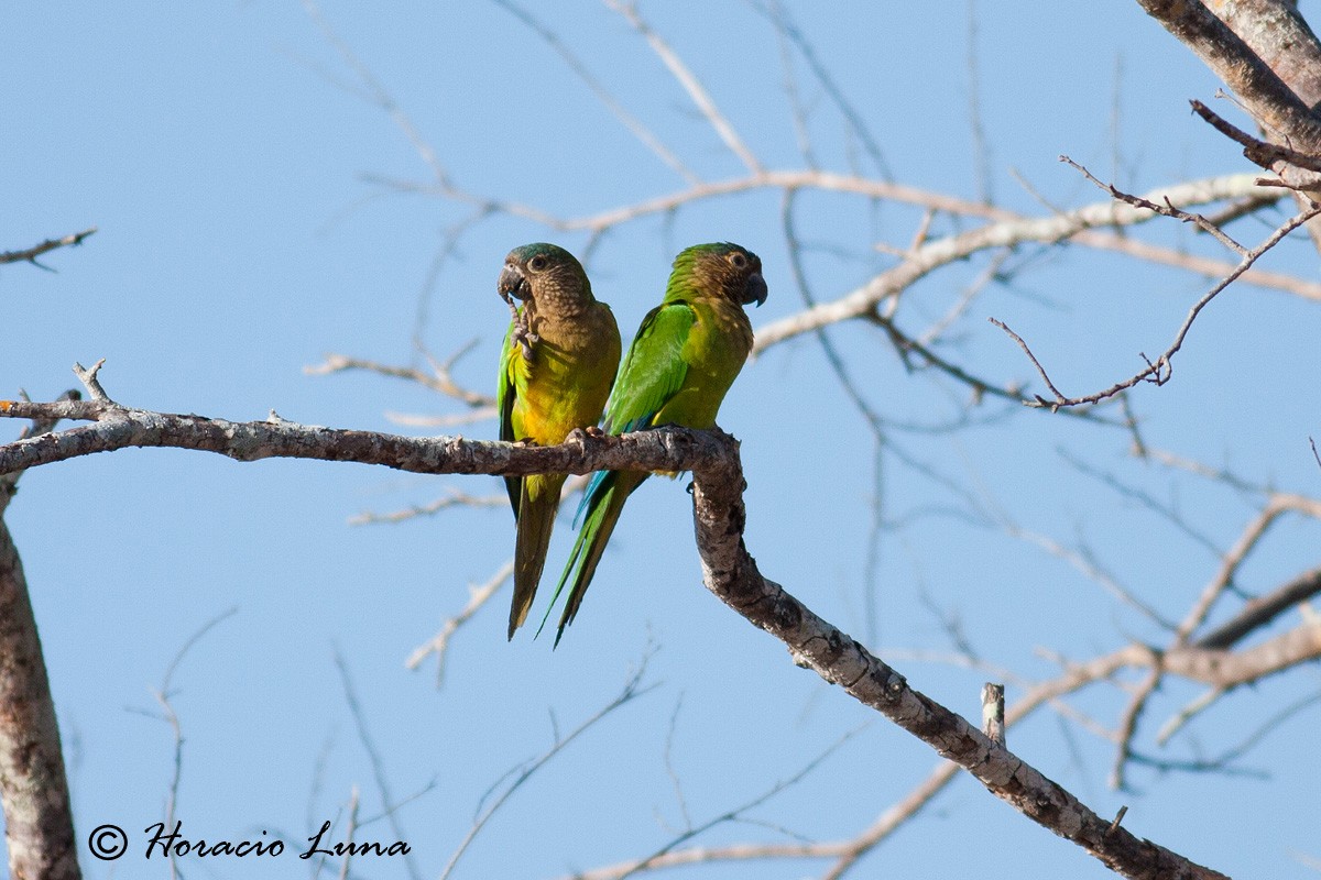 Brown-throated Parakeet - ML56918331
