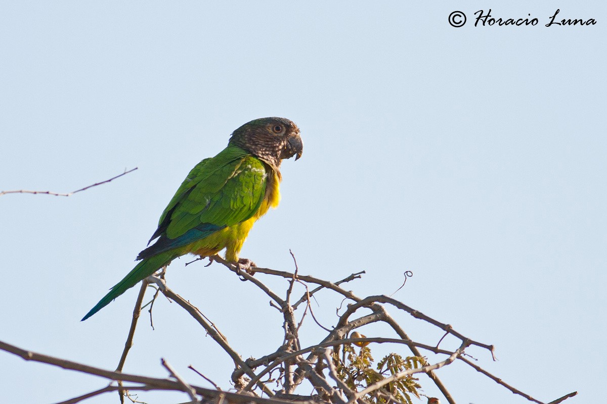 Brown-throated Parakeet - ML56918361